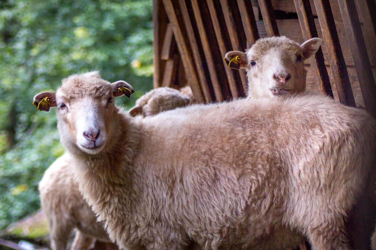 Sheep in the Hasenwald