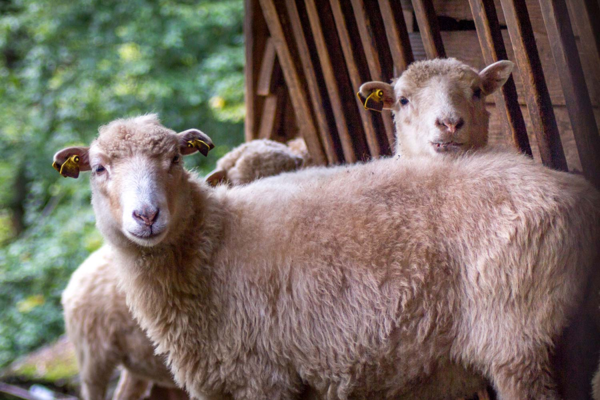 Sheep in the Hasenwald