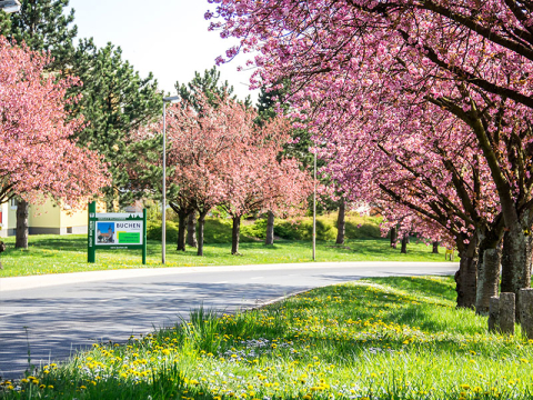 Cherry Blossom Trees