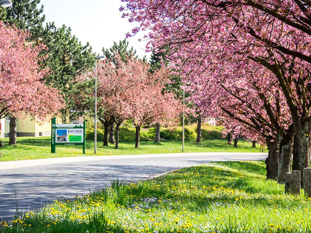 Cherry Blossom Trees